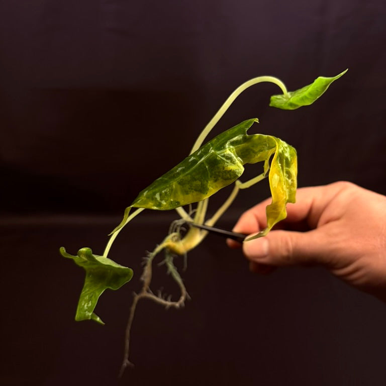 Alocasia Sanderiana Aurea - Growers Choice