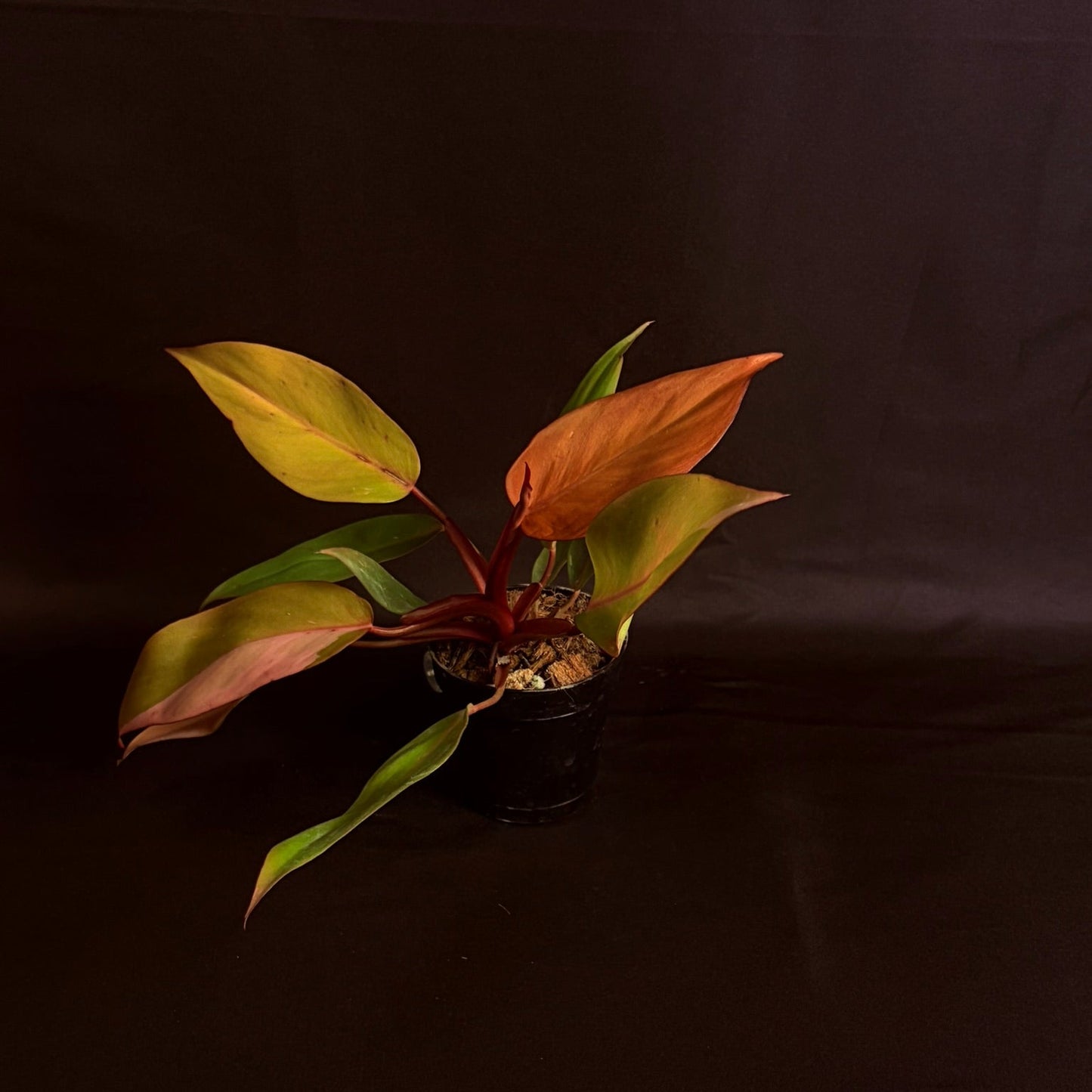 Philodendron Persimmon Princess