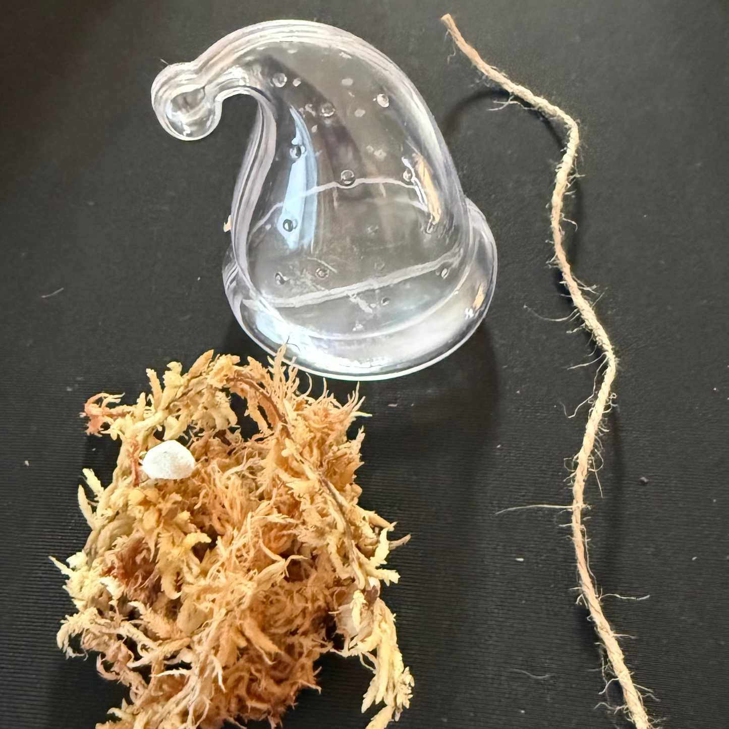 Ornament Propagation/Tissue Culture Kit