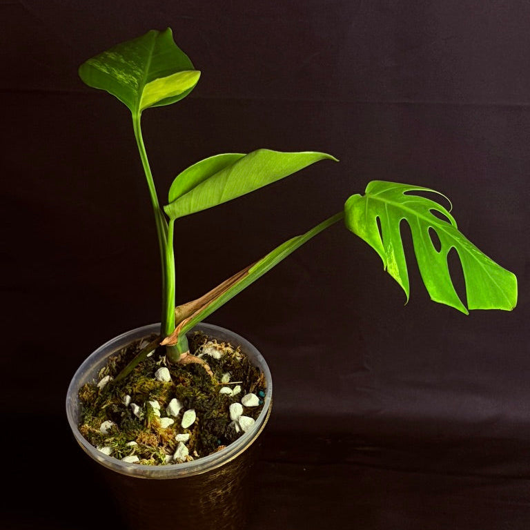 Monstera Aurea