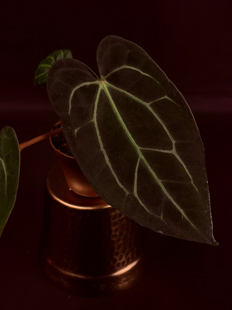 Anthurium Carlablackiae OG x RA