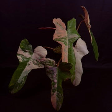 Philodendron Pitbull