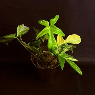 Philodendron Pedatum Variegated
