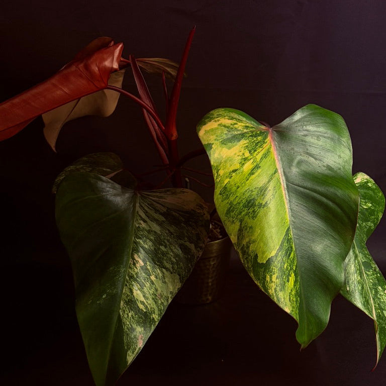 Philodendron Strawberry Shake