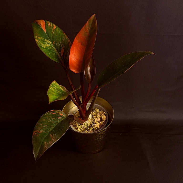 Philodendron Red Congo Variegated