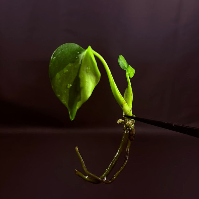 Monstera Deliciosa Electrolyte - Growers Choice