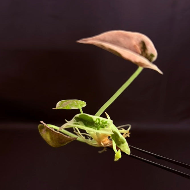 Alocasia Cuprea True Pink - Growers Choice