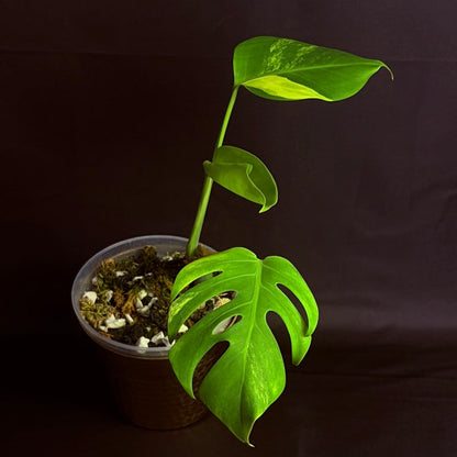 Monstera Aurea