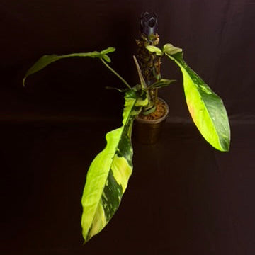 Philodendron Joepii Variegated