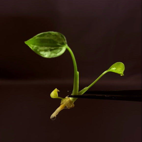 Monstera Deliciosa Vietciosa - Growers Choice