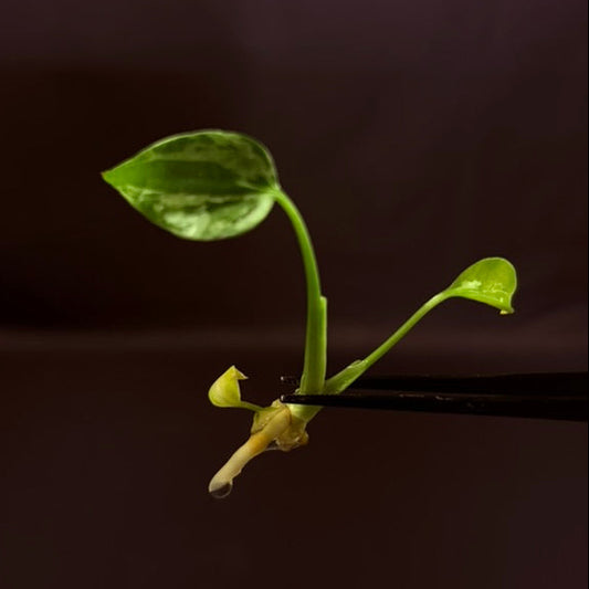 Monstera Deliciosa Vietciosa - Growers Choice