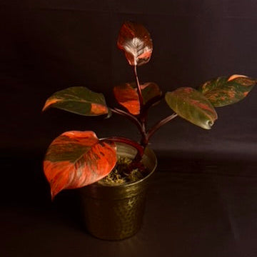 Philodendron Fire Princess