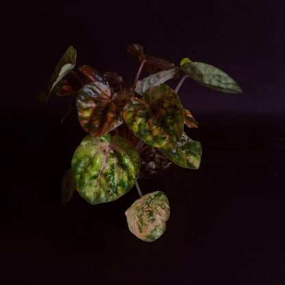 Peperomia 'Carnival'