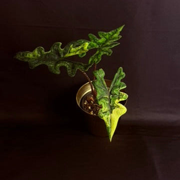 Alocasia Tandarusa "Jacklyn" Variegated