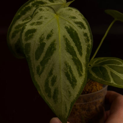 Anthurium Silver Blush x Warocqueanum