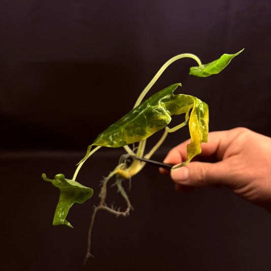 Alocasia Sanderiana Aurea - Growers Choice