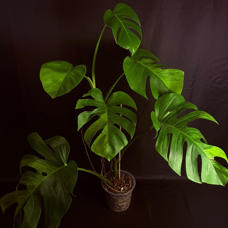 Monstera Green on Green