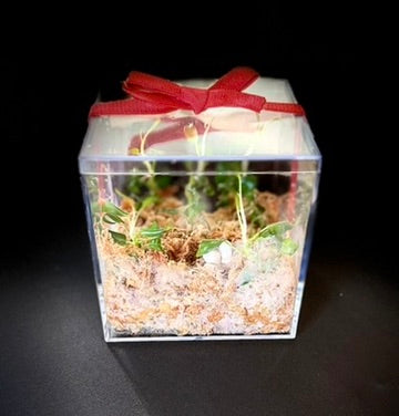 Present Propagation/Tissue Culture Kit