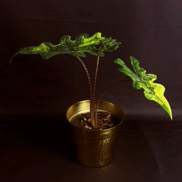 Alocasia Tandarusa "Jacklyn" Variegated