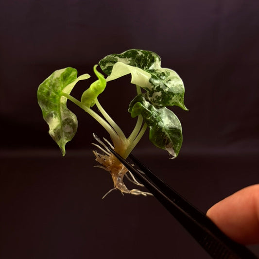 Alocasia Amazonica Polly True Pink - Growers Choice