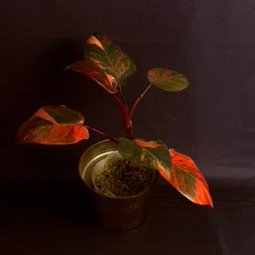 Philodendron Fire Princess