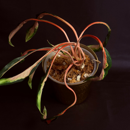 Aglaonema Flying Squid
