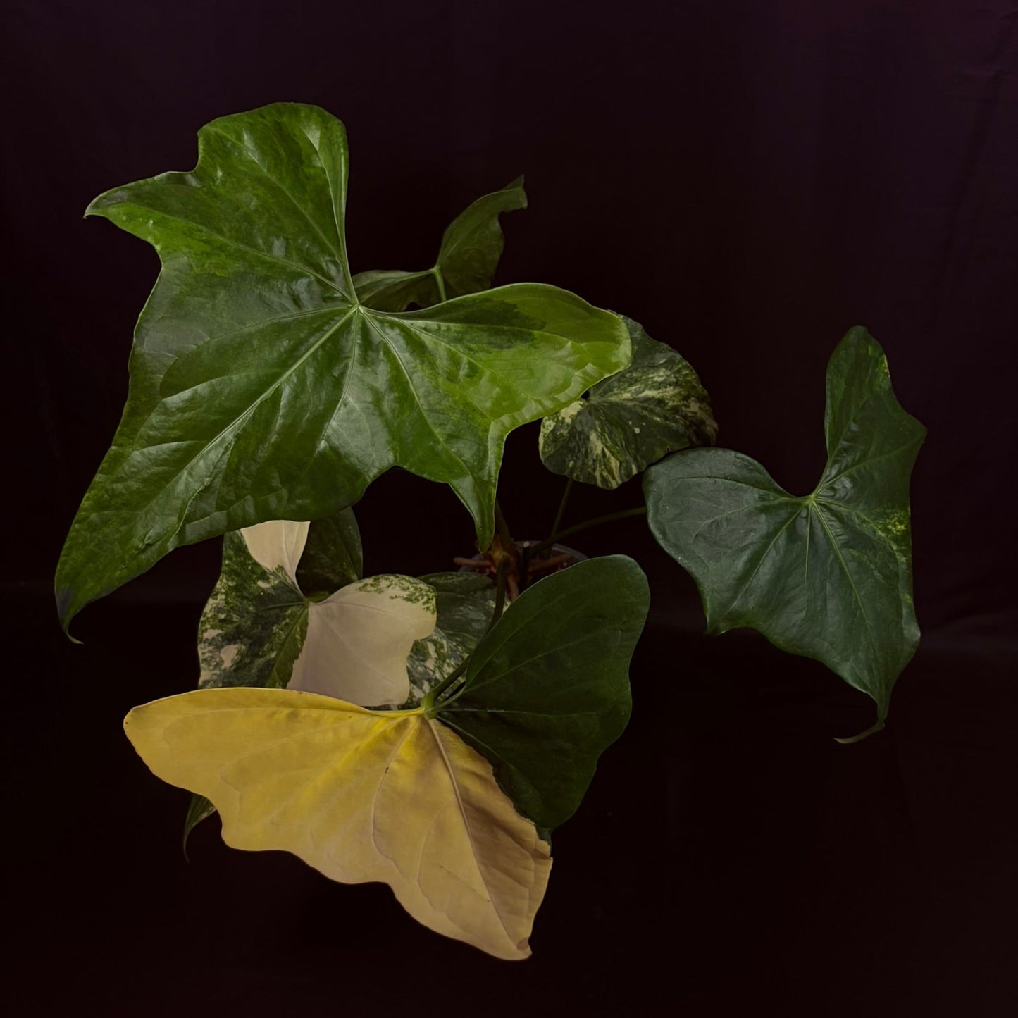Anthurium Pterodactyl Variegated