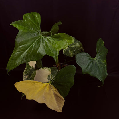 Anthurium Pterodactyl Variegated