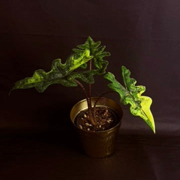 Alocasia Tandarusa "Jacklyn" Variegated