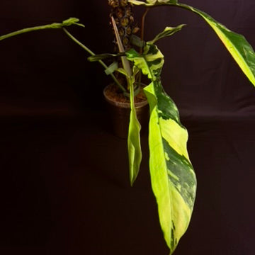 Philodendron Joepii Variegated