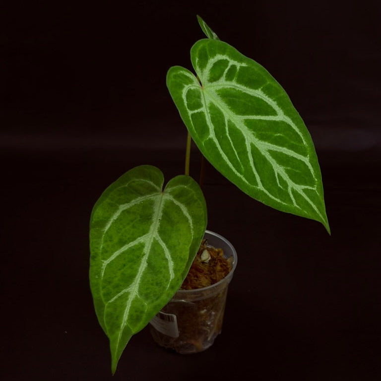 Anthurium Crystallinum x Warocqueanum