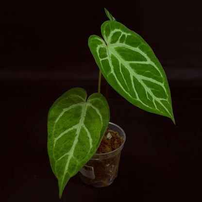 Anthurium Crystallinum x Warocqueanum