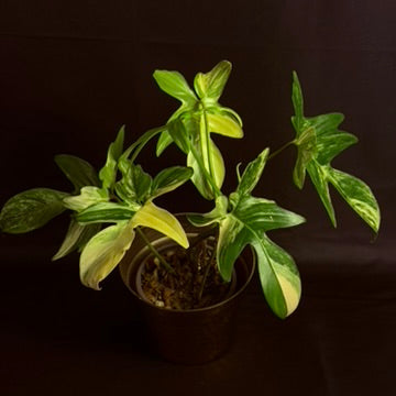 Philodendron Pedatum Variegated