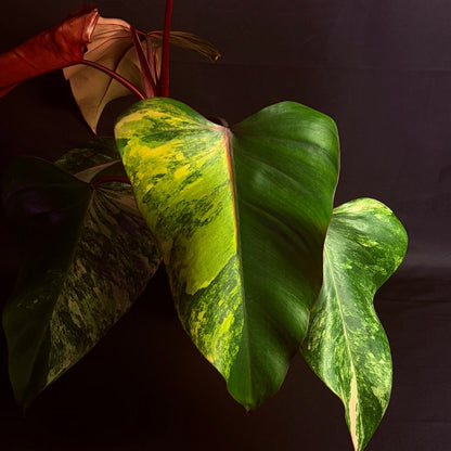 Philodendron Strawberry Shake