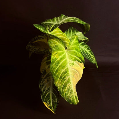 Phyllotaenium Lindenii Variegated (Previously 'Xanthosoma Lindenii')