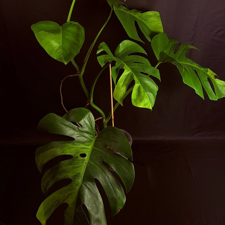 Monstera Green on Green