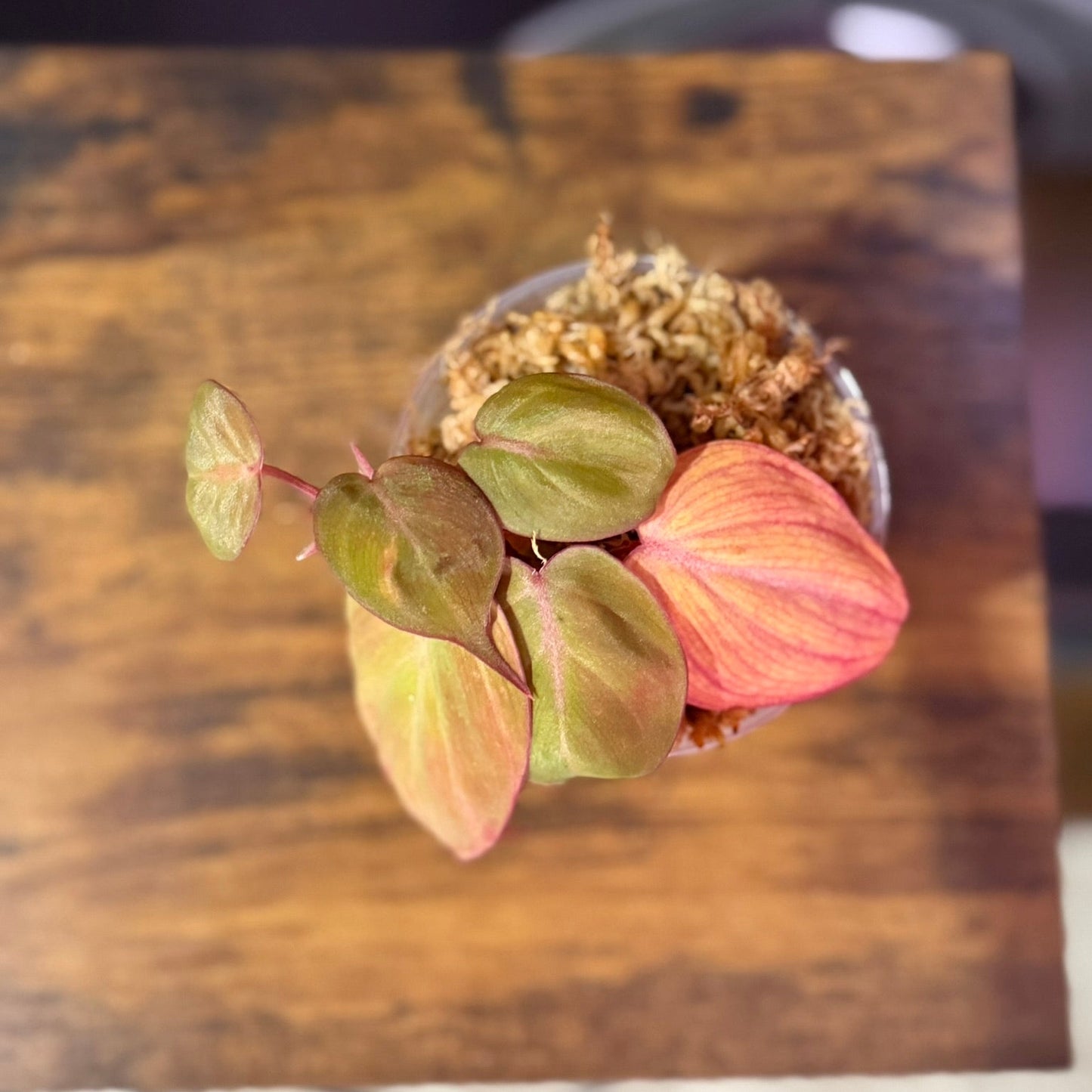 Philodendron Micans Variegated - 3" Grower Choice