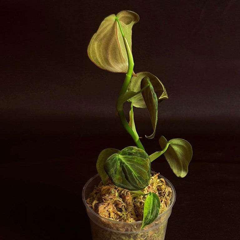 Philodendron Melanochrysum Orange Variegated