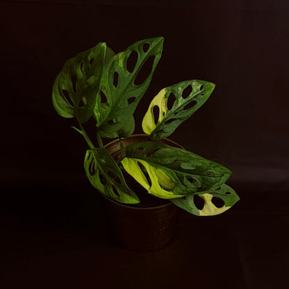 Philodendron Adansoni Variegated (Yellow)