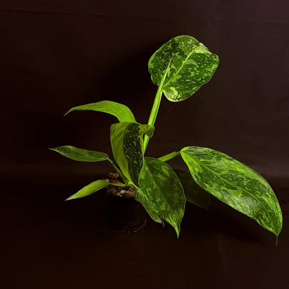 Philodendron Jose Bueno