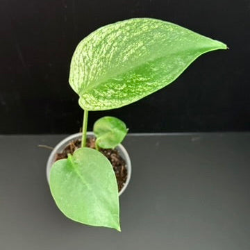 Monstera Devil Monster - 3" Grower Choice