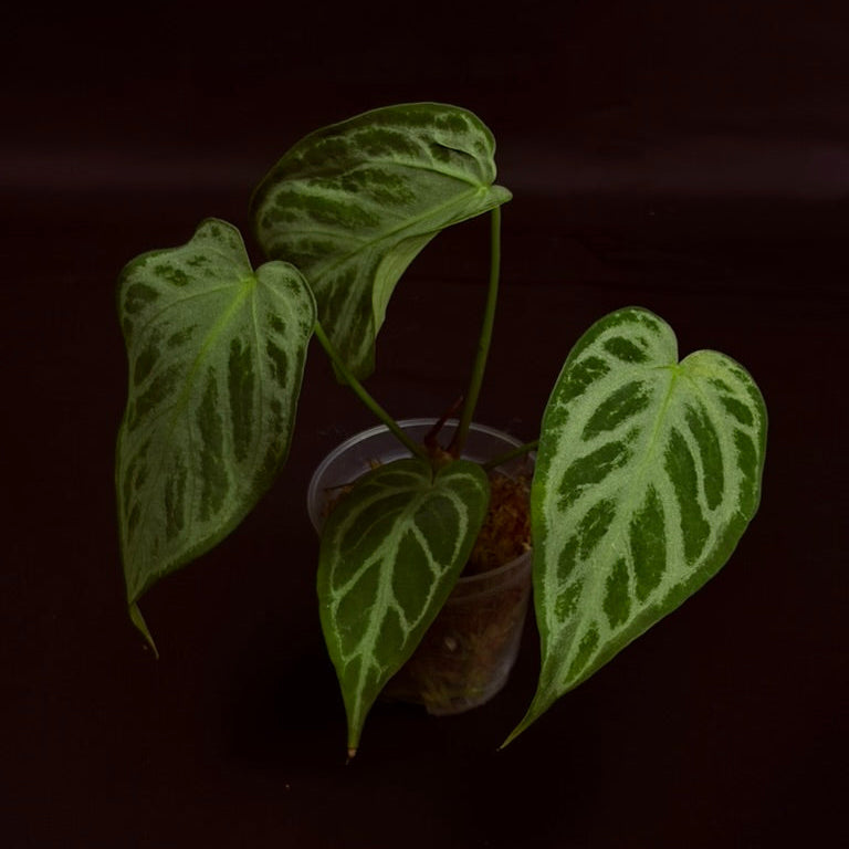 Anthurium Silver Blush x Warocqueanum