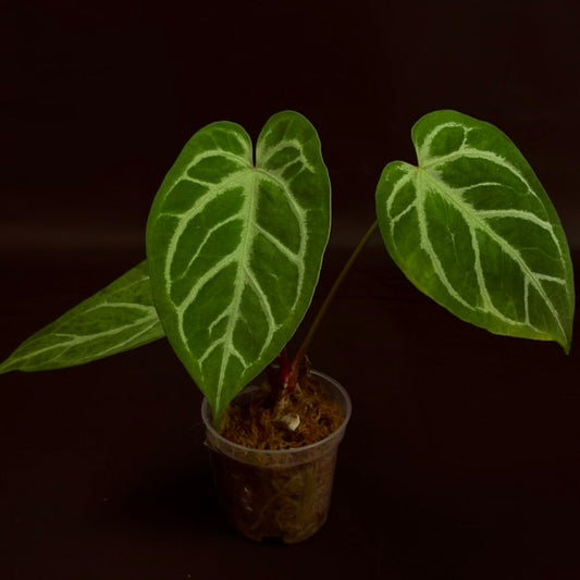 Anthurium Crystallinum x Warocqueanum
