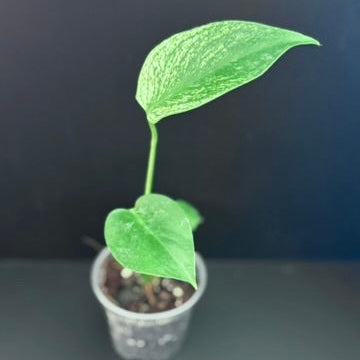 Monstera Devil Monster - 3" Grower Choice