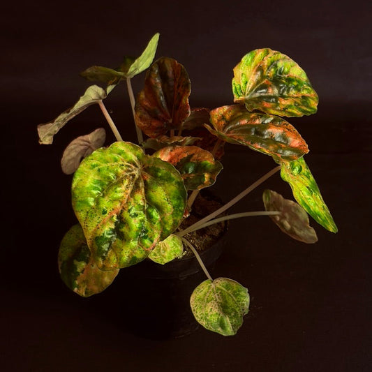 Peperomia 'Carnival'