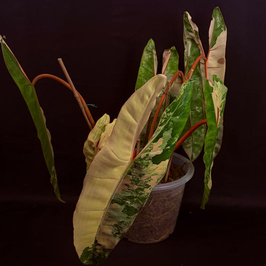 Philodendron Billietiae "Billie" Variegated