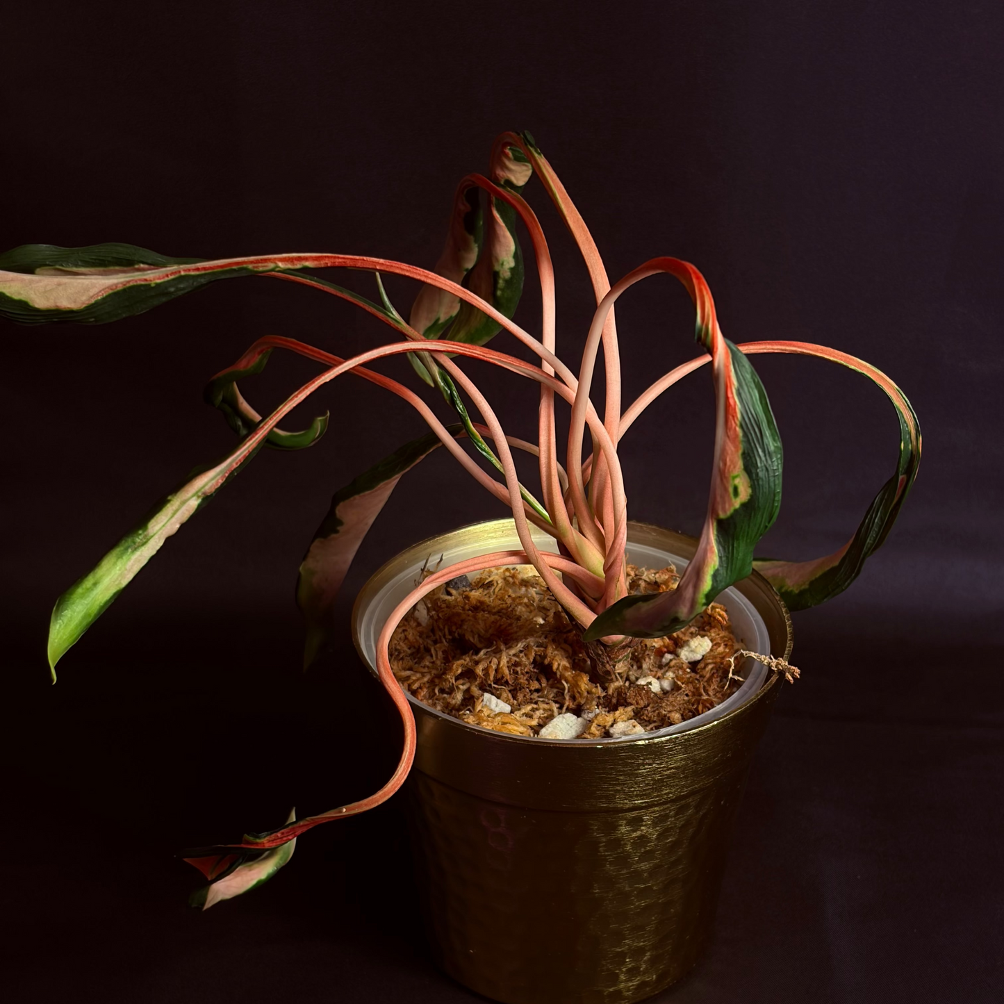 Aglaonema Flying Squid