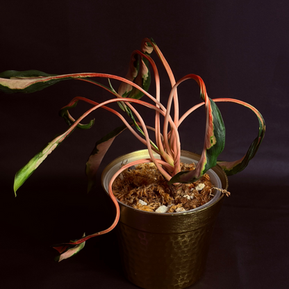 Aglaonema Flying Squid