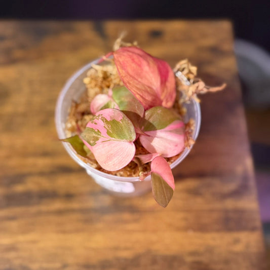 Philodendron Micans Variegated - 3" Grower Choice