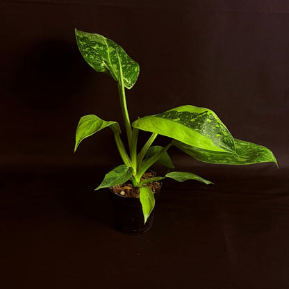 Philodendron Jose Bueno